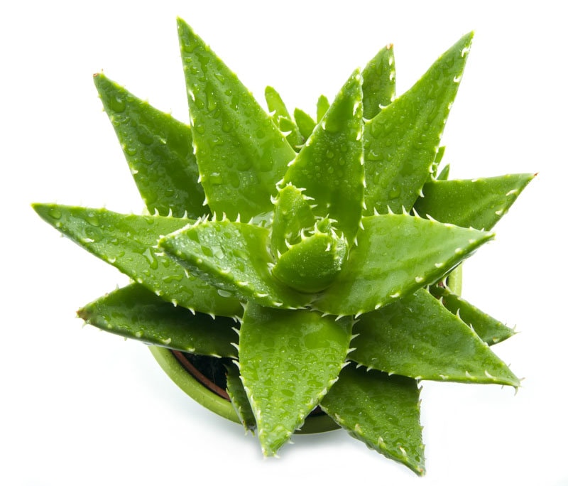 芦荟胶能当睡眠面膜吗 芦荟胶不洗第二天发现皮肤比平时更油腻 