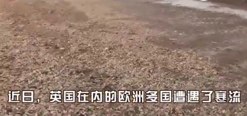 遭风暴袭击 海滩上数百万只海星龙虾尸骸遍地【视频】