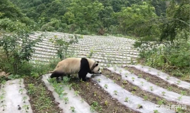 呆萌大熊猫现身汶川乡村：跑村里围观修路 淡定与村民拍照