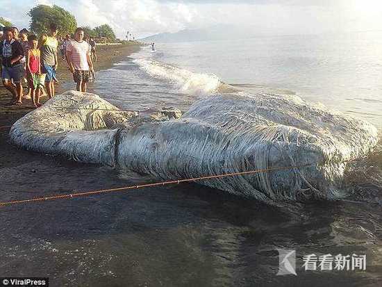 海滩现巨型长毛“海怪”尸体气味奇特 居民恐慌称不祥预兆