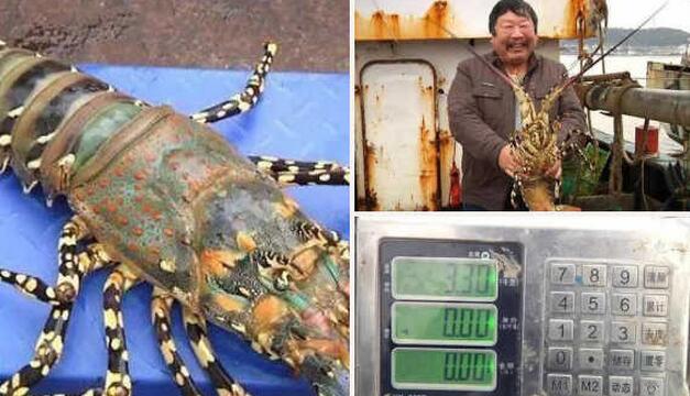 中华锦绣龙虾多少钱一斤？渔民捕获超大“七彩神虾”长1.2米重6.6斤