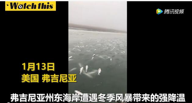 实拍极寒天气来袭 成千上万条鱼被冻死成“鱼冻”视频