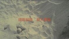 预告片