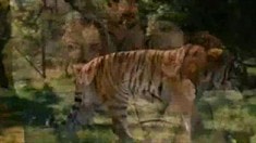电视宣传片