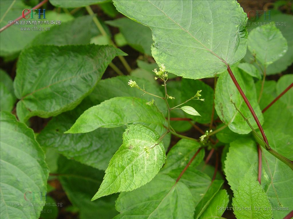 http://www.mshishang.net/pics/default/download/08d6c7a66737f0081cba7e5d2e264399.jpg