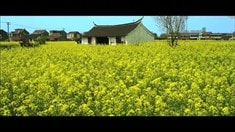 预告片