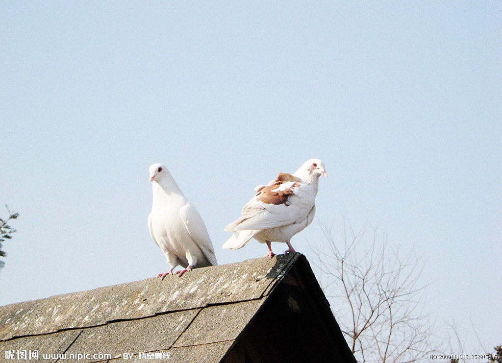 http://www.mshishang.net/pics/default/download/1be15f8c6841294101042db0e6260cb2.jpg