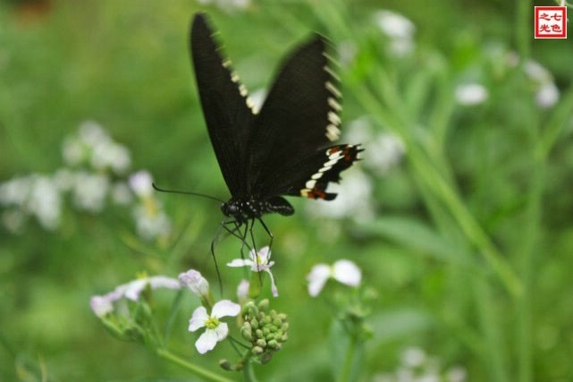 http://www.mshishang.net/pics/default/download/4547f599334cae224130dfbd89bfb172.jpg