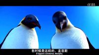 当别人的蛋相继孵化，这个没有动静的蛋着实急坏了企鹅爸爸