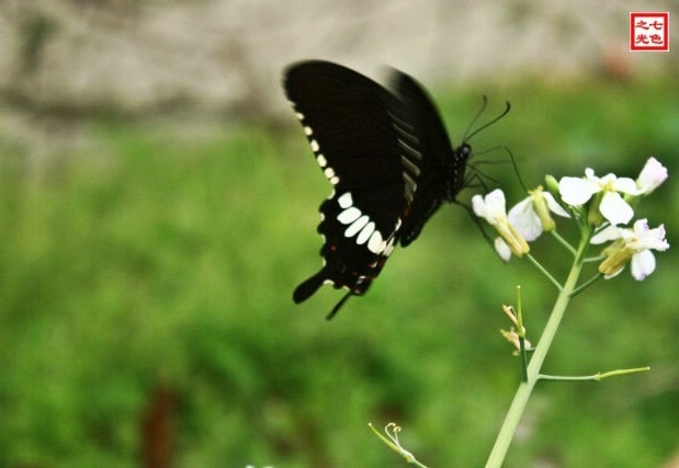 http://www.mshishang.net/pics/default/download/5deb8cf3b890c09b6b17eaa5a264412f.jpg