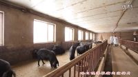 哈日嘎海”努力打造中国北方绿色猪肉知名品牌(2016年新版）