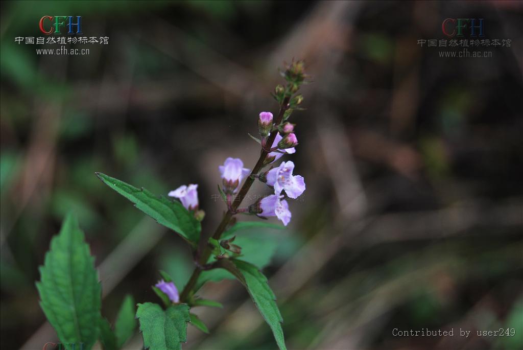 http://www.mshishang.net/pics/default/download/8533e18a592af1d2a75448ff255fd6de.jpg