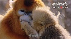 周迅配音版预告片