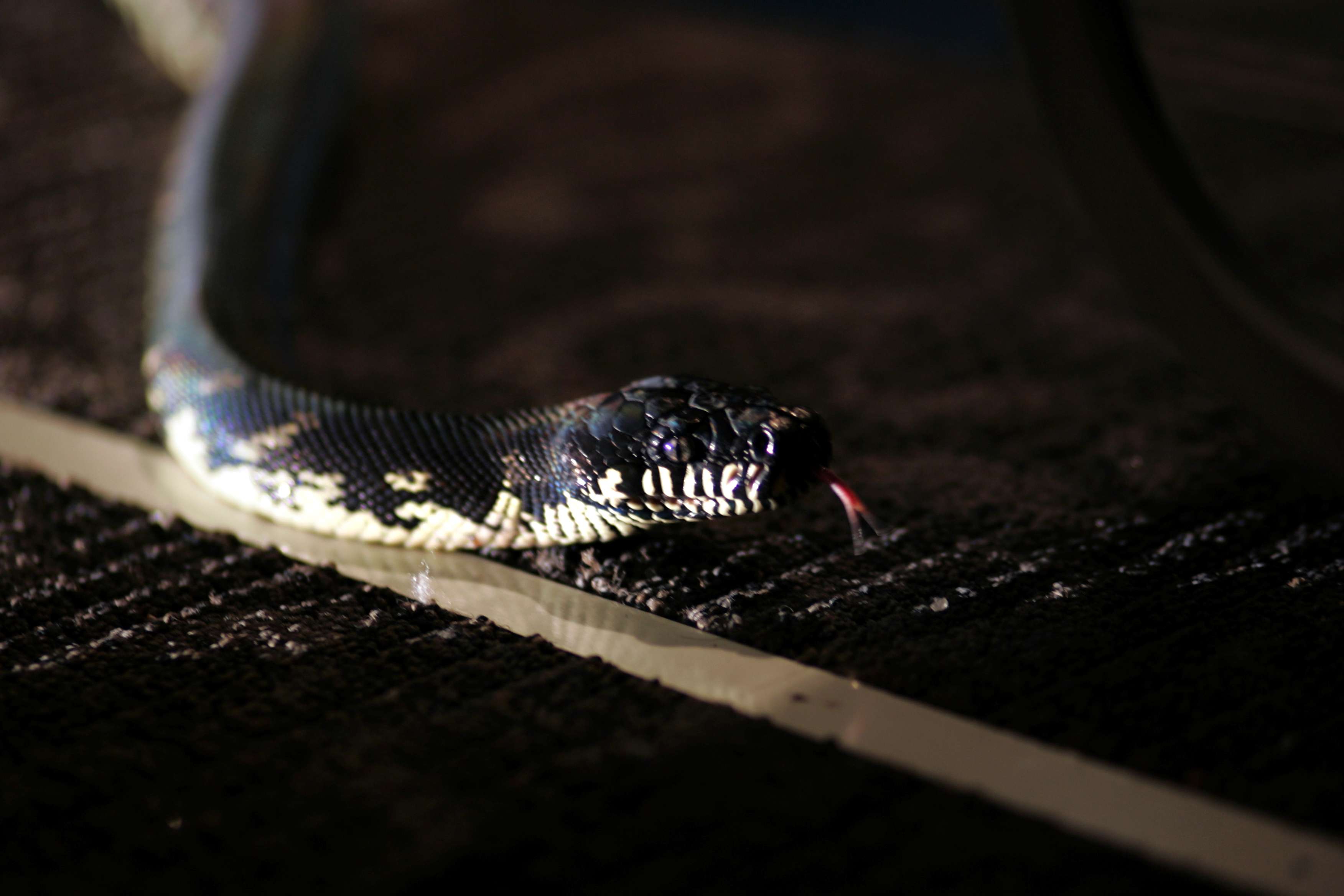 http://www.mshishang.net/pics/default/download/ab566165d182b6fc5df9519455b8c2ba.jpg