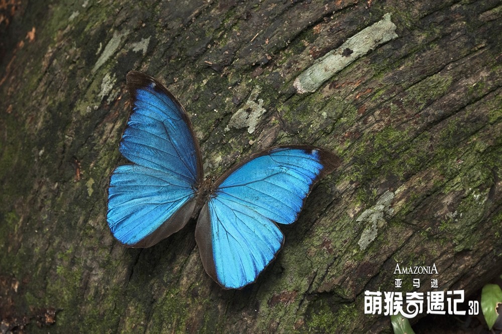 亚马逊萌猴奇遇记 剧照