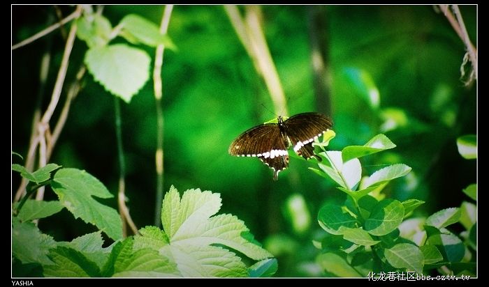 http://www.mshishang.net/pics/default/download/acd2ba91f1f02ad958c40830df261562.jpg