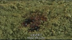 预告片