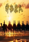 神秘驼队