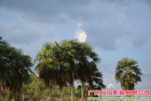 http://www.mshishang.net/pics/default/download/bf626989fdbfd63a1b33de70eb4d58a4.jpg