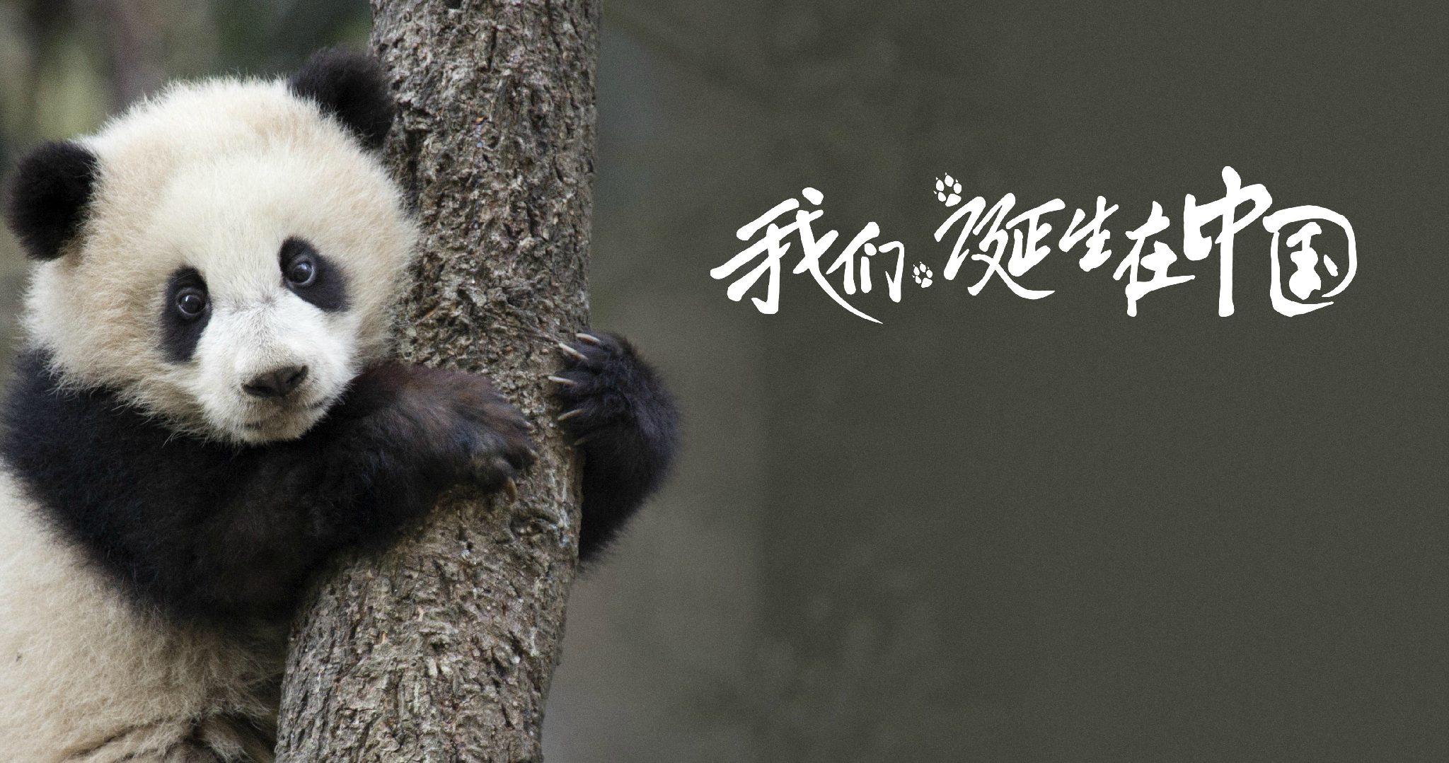 http://www.mshishang.net/pics/default/download/c3a5acc9c85c5ba986f3727be50a6f58.jpg