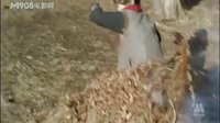 草上飞