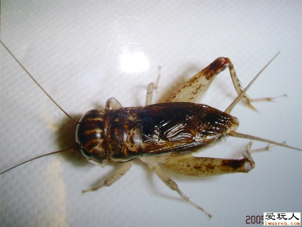 http://www.mshishang.net/pics/default/download/caccf46ae6489b924c86b49e78e7970b.jpg