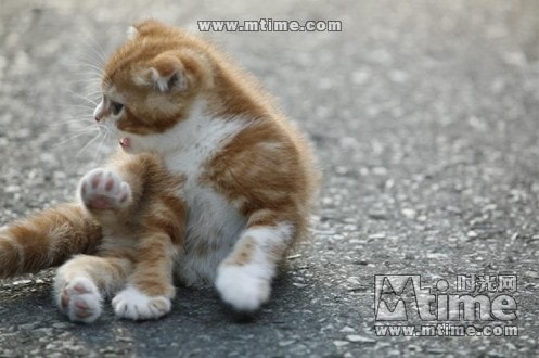 http://www.mshishang.net/pics/default/download/d959fc4cf560432301b3e7c82ab94394.jpg
