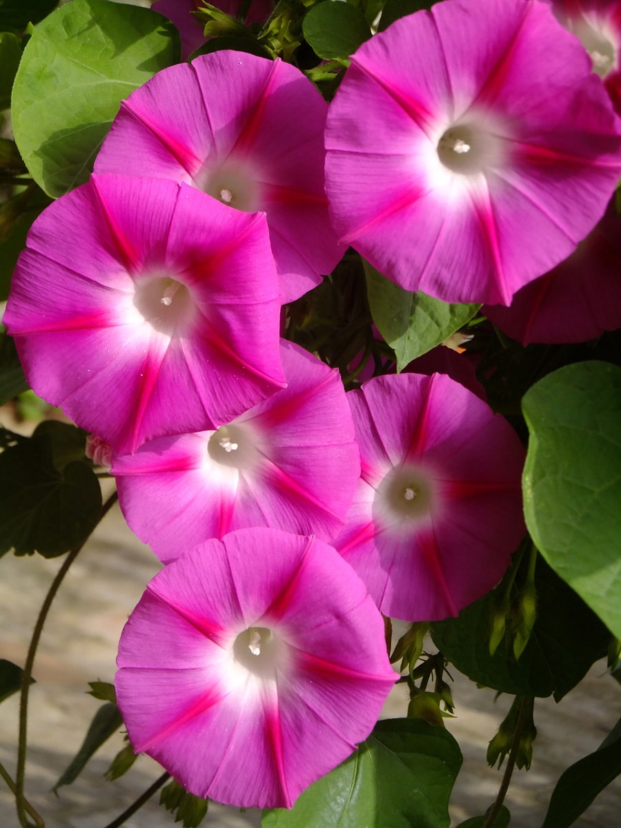 http://www.mshishang.net/pics/default/download/d9ada720c5d9c2b4417b867ff3f7459a.jpg