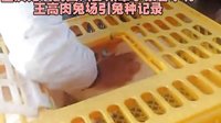 双流种兔自贡种兔眉山种兔广安种兔遂宁种兔广元种兔