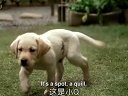 导盲犬小Q北美上映人狗真情相伴