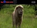 电影《白狮》预告