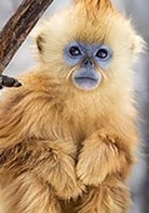 川金丝猴