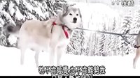 【阿拉斯加雪橇犬-Alaskan Malamute】 标清