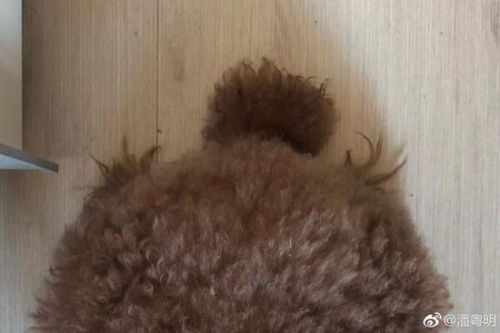潘粤明晒爱犬屁股“质问”：你把我帽子藏哪了？ 