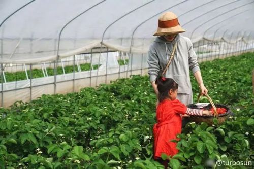 孙俪穿宽松卫衣、小花穿舒适连衣裙，明星进果园采摘都怎么穿？ 