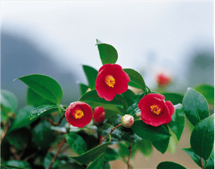 林清轩山茶花润肤油好用吗