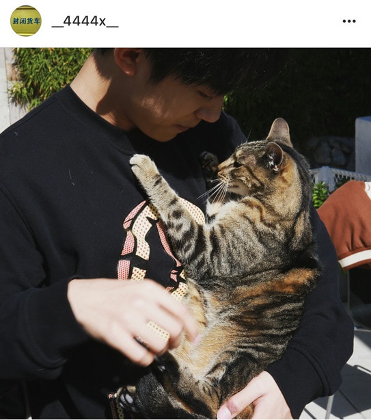 易烊千玺与猫