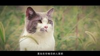 喵星人抢不到第二季S201-15s