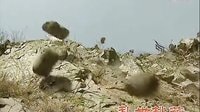 火烧裴元庆（吴京版）