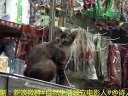 都市角落22：招财猫