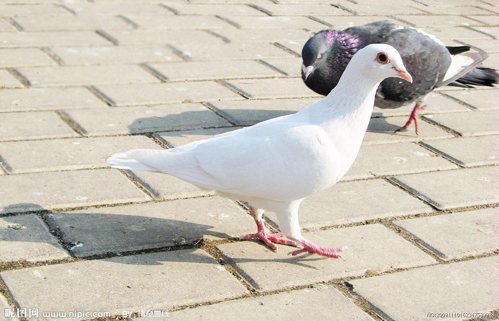 http://www.mshishang.net/pics/default/download/2f71160b557cb3ebe57516495b8b533d.jpg