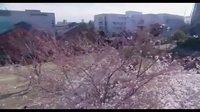 《再一次向你求婚》精彩片段：被人们遗忘的樱花