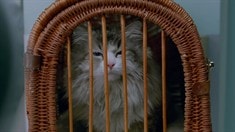片段之I'm a Cat Whisperer