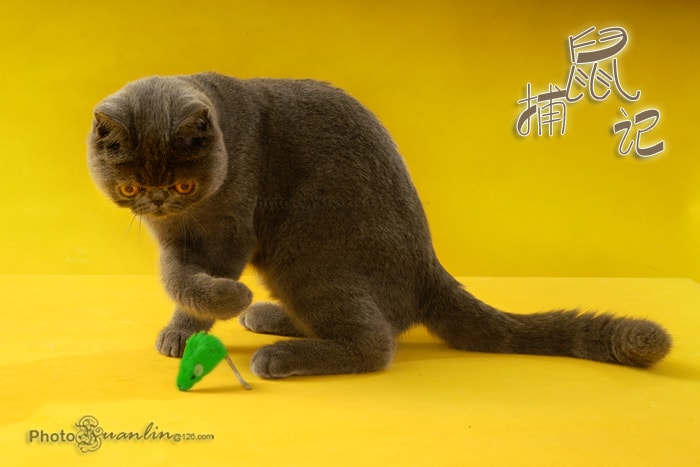 http://www.mshishang.net/pics/default/download/7c7e1ae50c60ec9953d69a0afac4c1f2.jpg