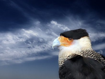 http://www.mshishang.net/pics/default/download/93c030e0589e137054fc6a67a7a39c67.jpg