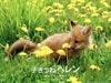 http://www.mshishang.net/pics/default/download/98354a34bbe8194223344671417fcf38.jpg