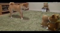 柴犬和玩具的巅峰对决！柴柴-我气场这么厉害啊？
