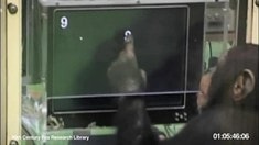 病毒短片