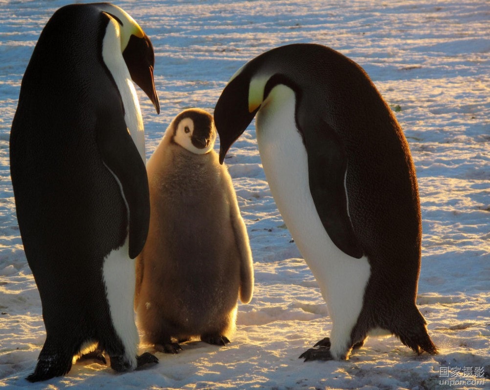 March of the Penguins 大众影评网《帝企鹅日记》剧照