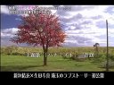 花水木预告 新垣结衣 生田斗真 最新纯爱电影
